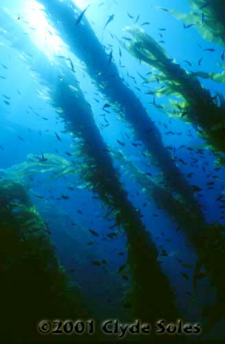Kelp